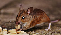 24 Hour & Emergency Exterminators in Battleboro, NC